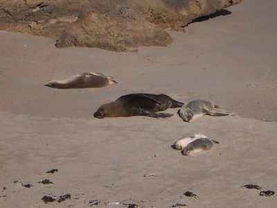 海岸で寝ている親子っぽいアシカたち