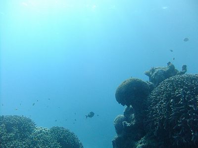 海の中は素敵だ