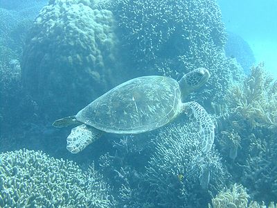 水中世界でカメと遭遇