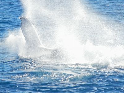 船の周りにやってきたクジラ
